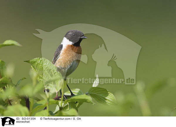 Schwarzkehlchen / stonechat / SO-01354