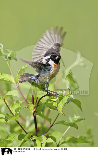 Schwarzkehlchen / stonechat / SO-01363