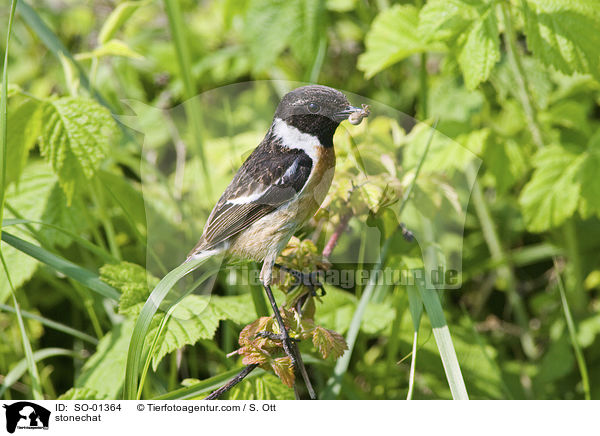 Schwarzkehlchen / stonechat / SO-01364