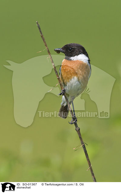 Schwarzkehlchen / stonechat / SO-01367