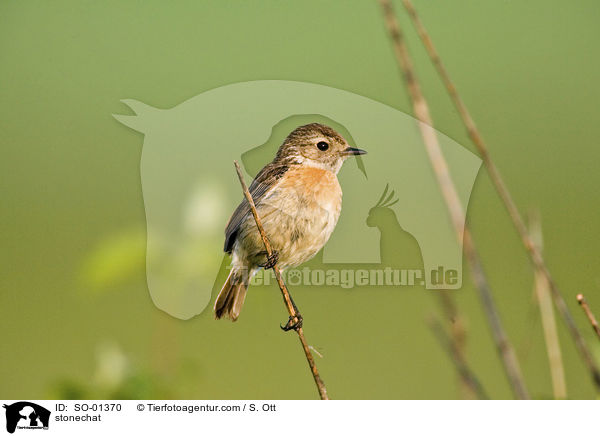 Schwarzkehlchen / stonechat / SO-01370