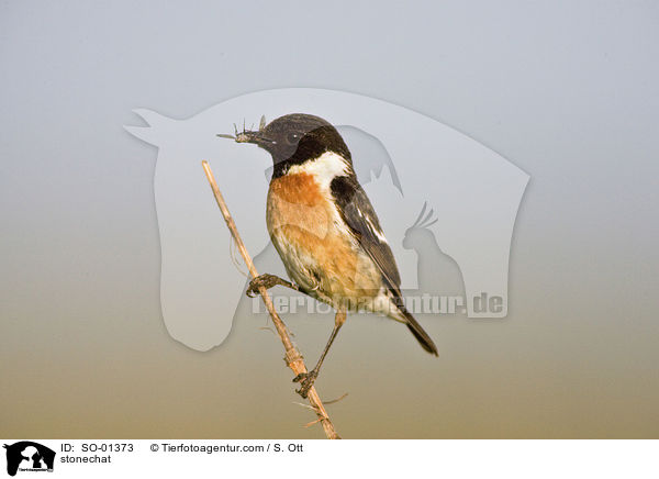 Schwarzkehlchen / stonechat / SO-01373