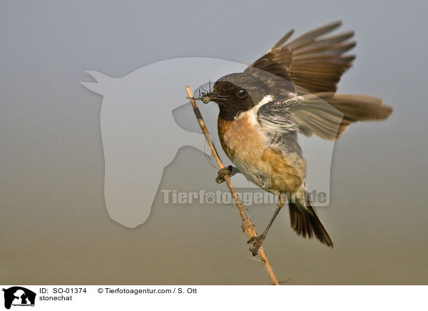 Schwarzkehlchen / stonechat / SO-01374