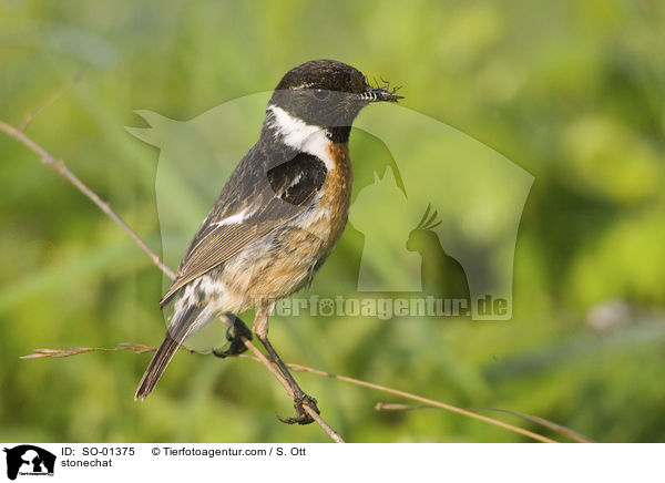 Schwarzkehlchen / stonechat / SO-01375