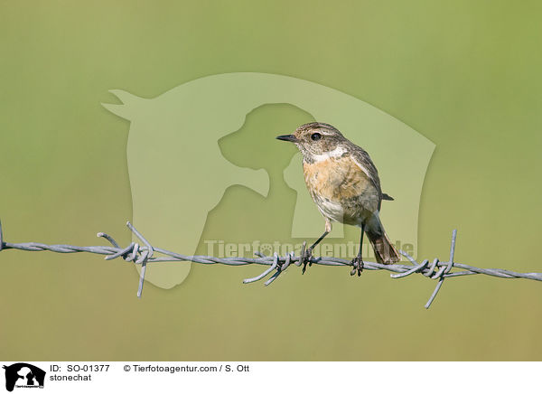 Schwarzkehlchen / stonechat / SO-01377