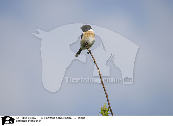 common stonechat / THA-01862