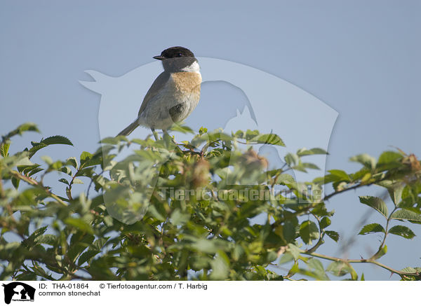 common stonechat / THA-01864