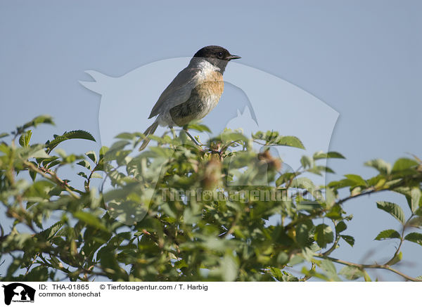 common stonechat / THA-01865
