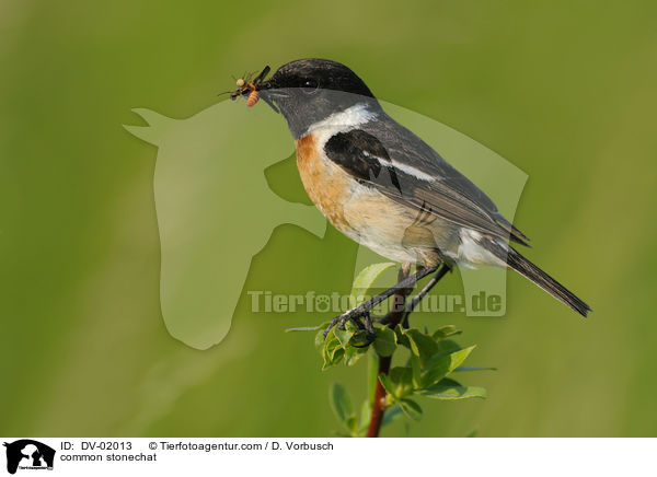 Schwarzkehlchen / common stonechat / DV-02013