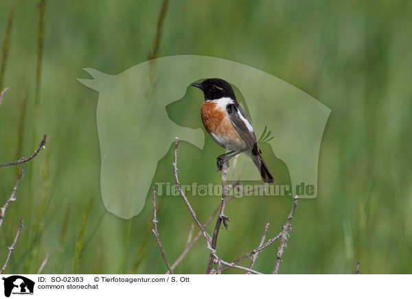 Schwarzkehlchen / common stonechat / SO-02363