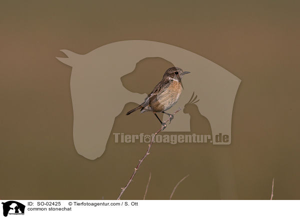 Schwarzkehlchen / common stonechat / SO-02425