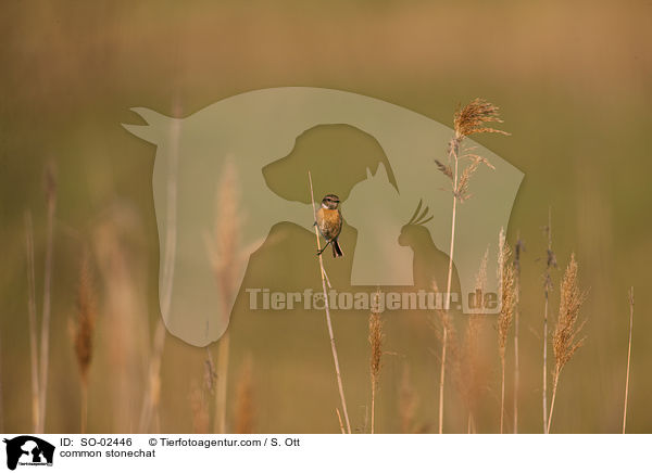 Schwarzkehlchen / common stonechat / SO-02446