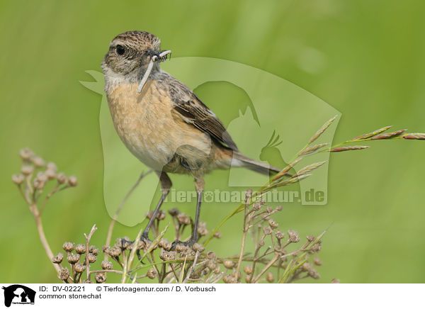 common stonechat / DV-02221
