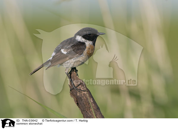Schwarzkehlchen / common stonechat / THA-03642