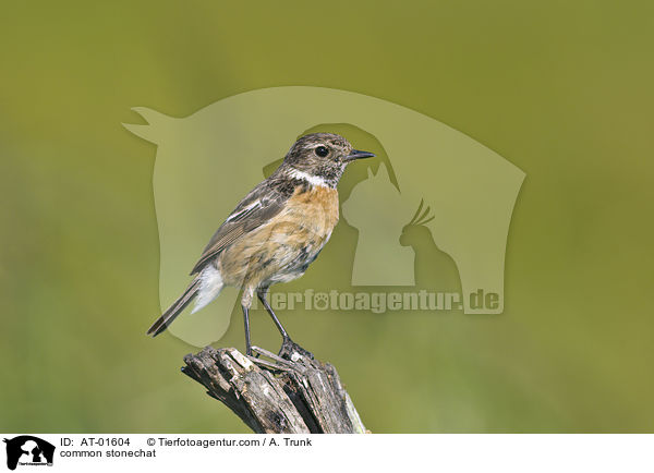 Schwarzkehlchen / common stonechat / AT-01604
