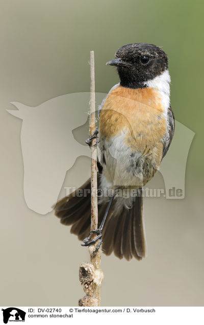 Schwarzkehlchen / common stonechat / DV-02740