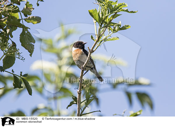 Europisches Schwarzkehlchen / common stonechat / MBS-15520