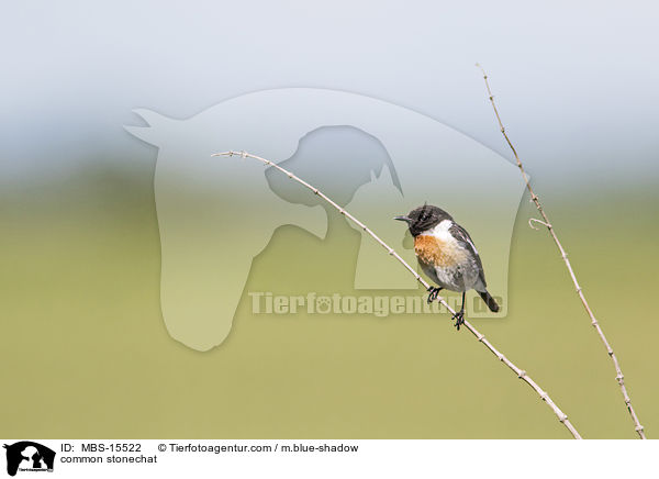 common stonechat / MBS-15522