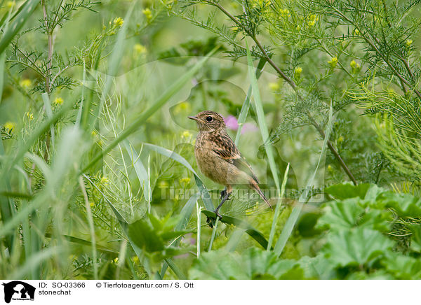 Schwarzkehlchen / stonechat / SO-03366