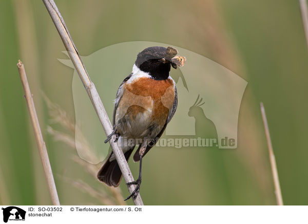 Schwarzkehlchen / stonechat / SO-03502