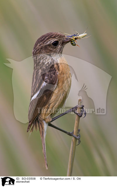 stonechat / SO-03508