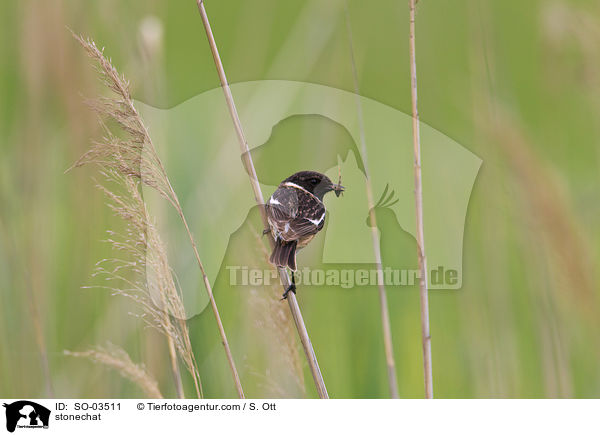 Schwarzkehlchen / stonechat / SO-03511