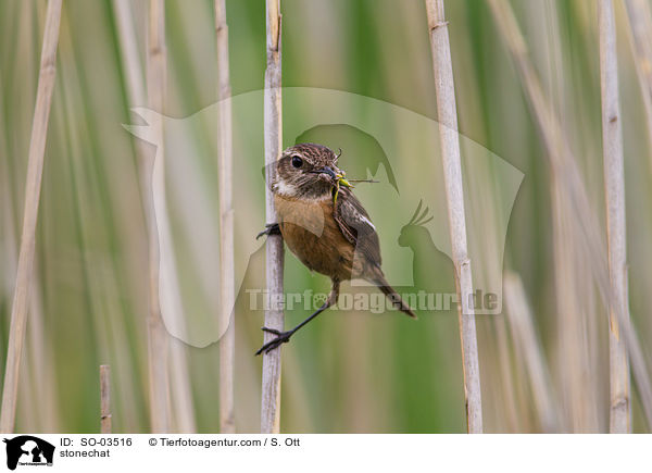 Schwarzkehlchen / stonechat / SO-03516