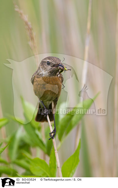 Schwarzkehlchen / stonechat / SO-03524