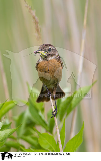 Schwarzkehlchen / stonechat / SO-03525