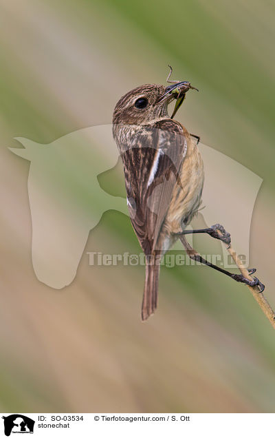Schwarzkehlchen / stonechat / SO-03534