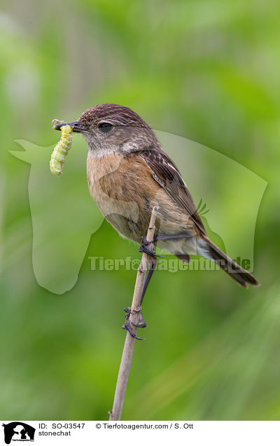 Schwarzkehlchen / stonechat / SO-03547