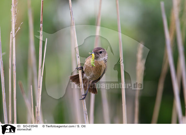 Schwarzkehlchen / stonechat / SO-03548