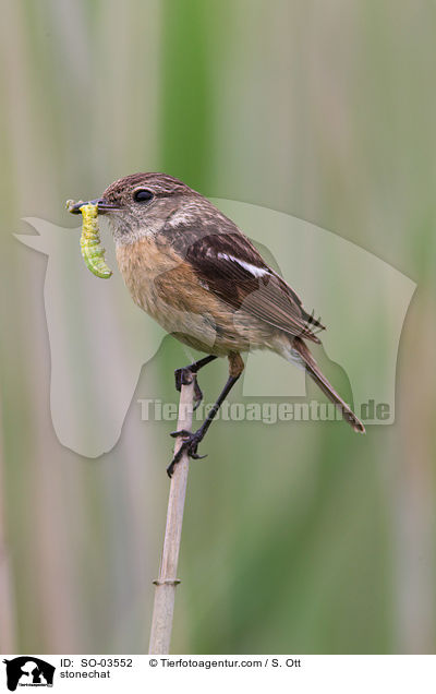 Schwarzkehlchen / stonechat / SO-03552