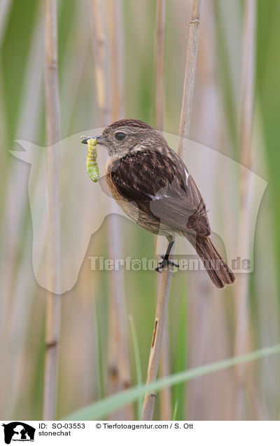 Schwarzkehlchen / stonechat / SO-03553