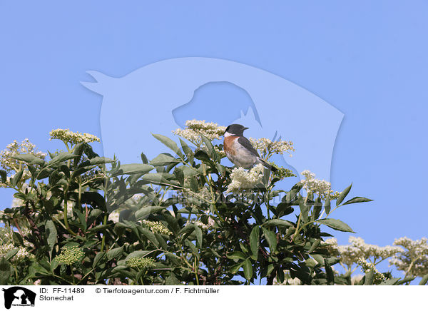 Stonechat / FF-11489