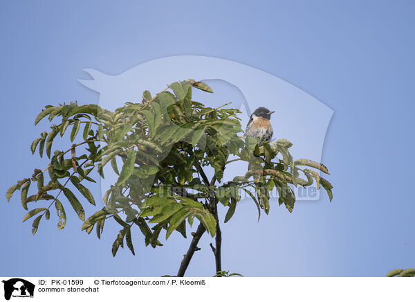 Schwarzkehlchen / common stonechat / PK-01599