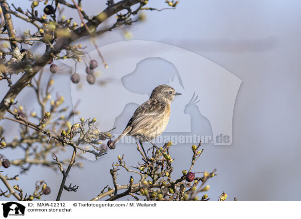 Schwarzkehlchen / common stonechat / MAW-02312