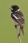 common stonechat