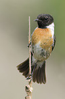 common stonechat