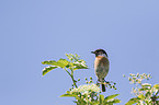 common stonechat