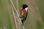 stonechat
