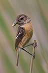 stonechat