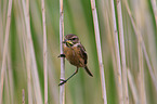 stonechat