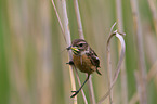 stonechat