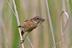 stonechat