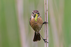 stonechat