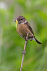 stonechat