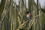 common stonechat