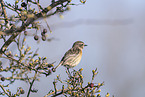 common stonechat