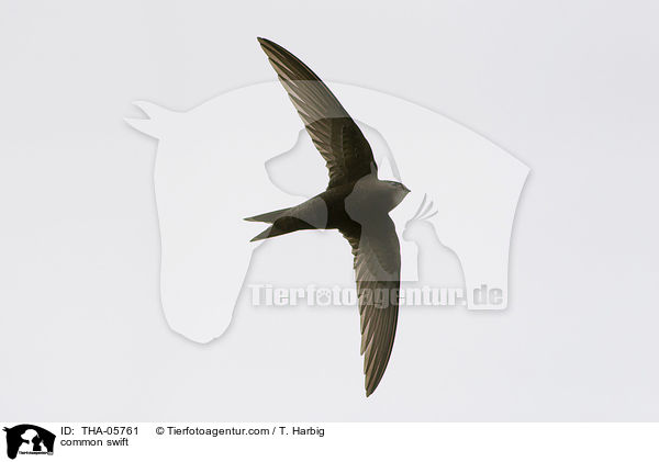 common swift / THA-05761